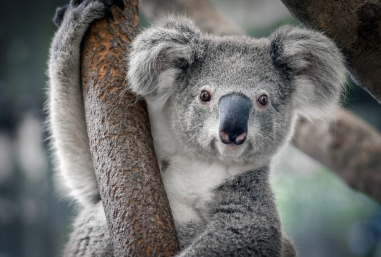 koala animale